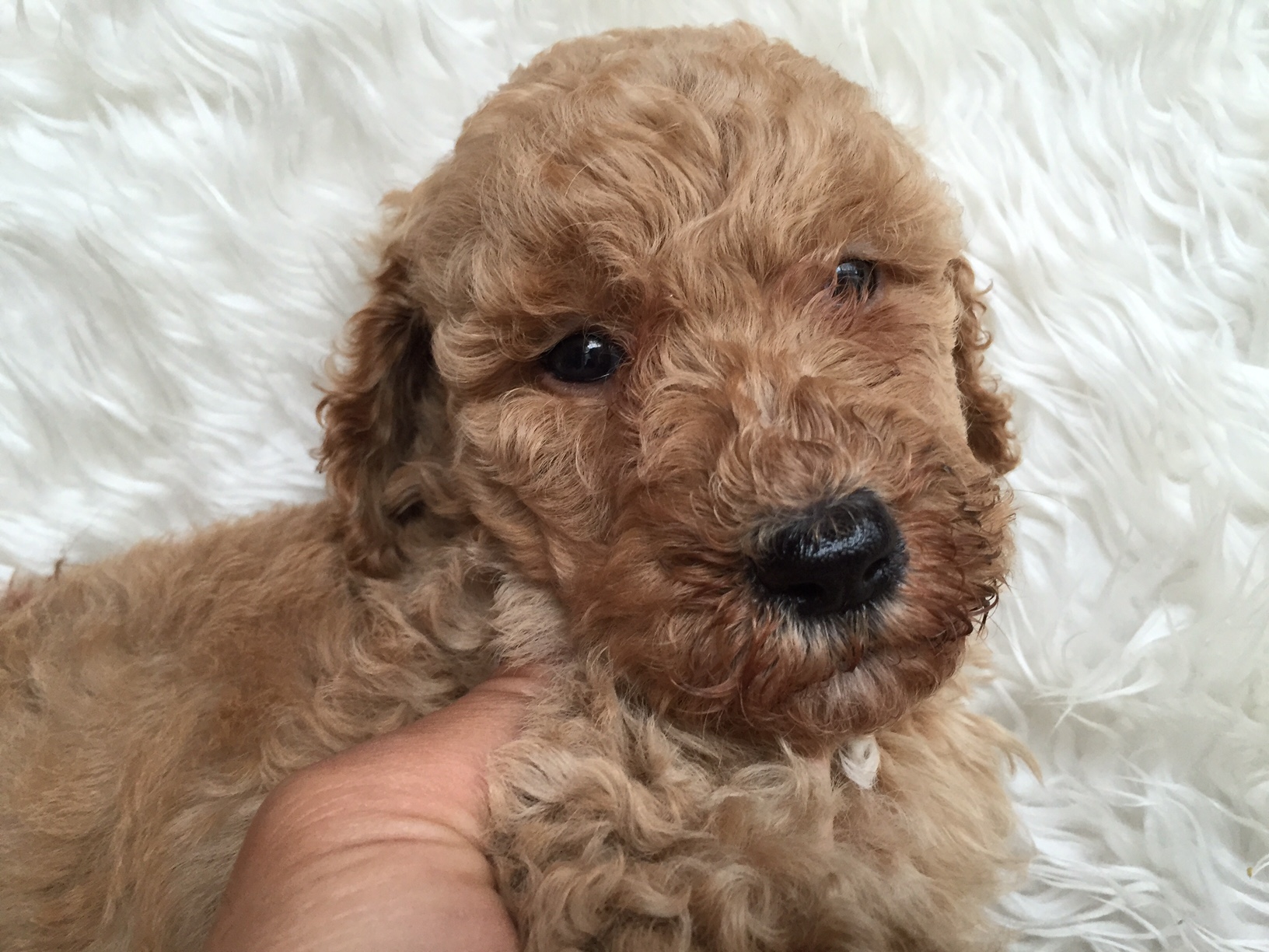 スタンダードプードル　レッド