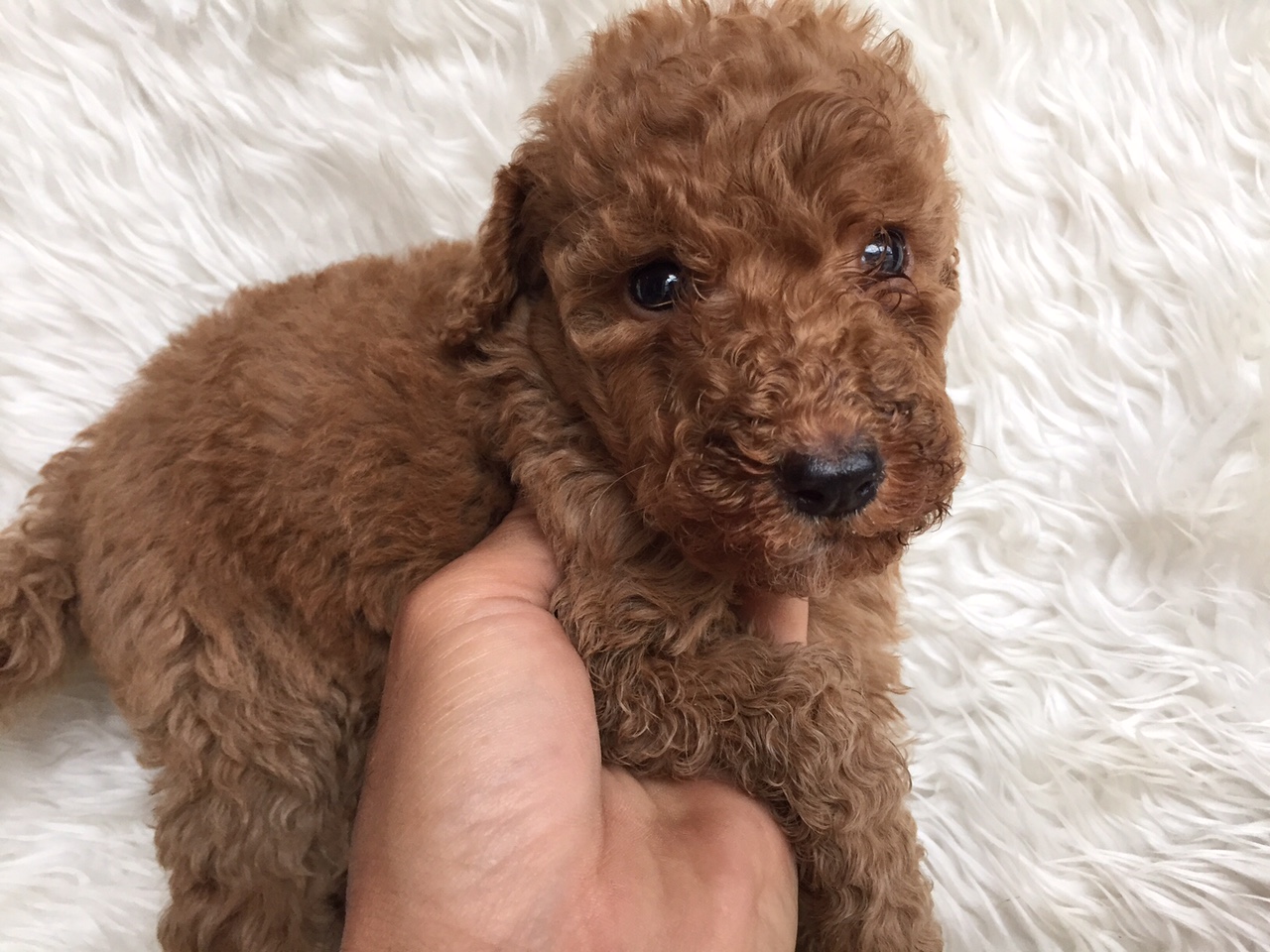 スタンダードプードル　レッド