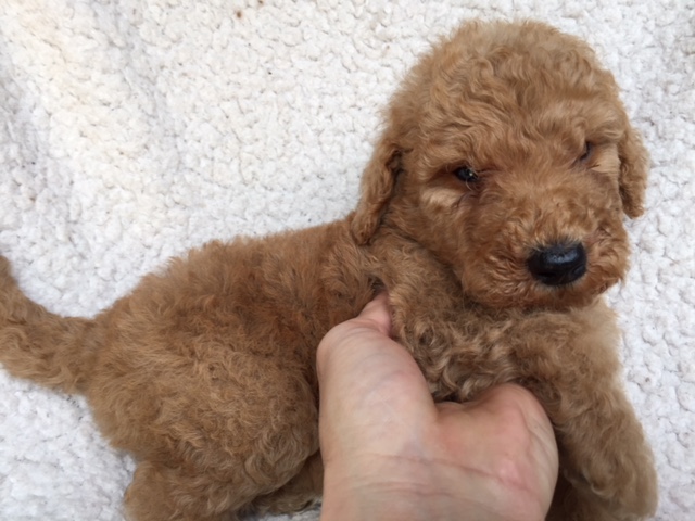 スタンダードプードル　レッド