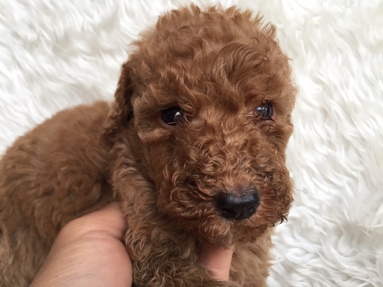 スタンダードプードル　レッド