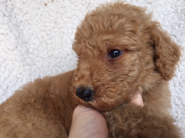 スタンダードプードル　レッド