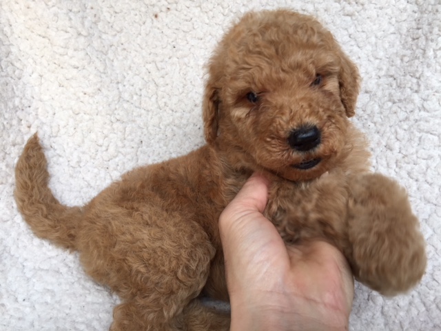 スタンダードプードル　レッド