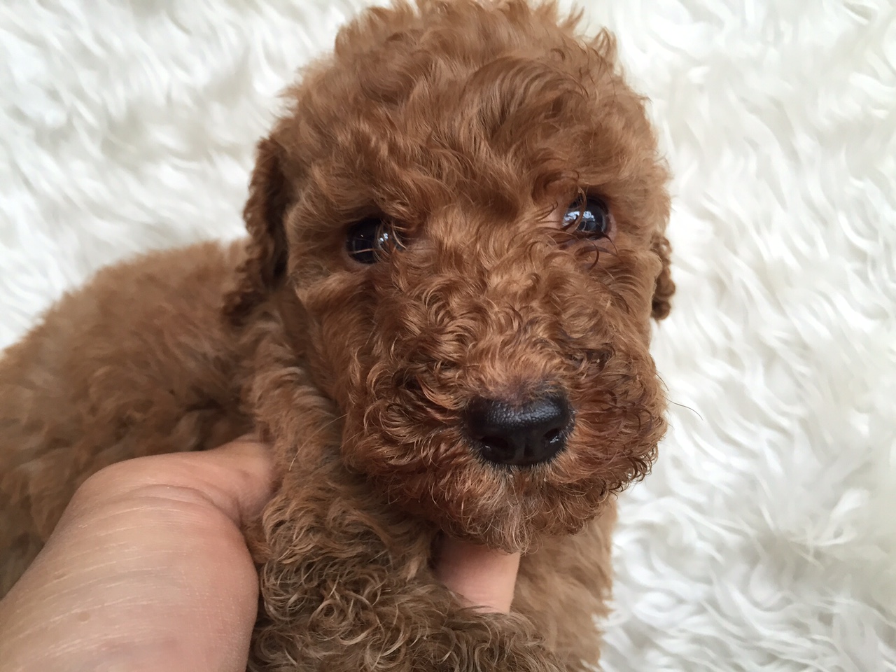 スタンダードプードル　レッド