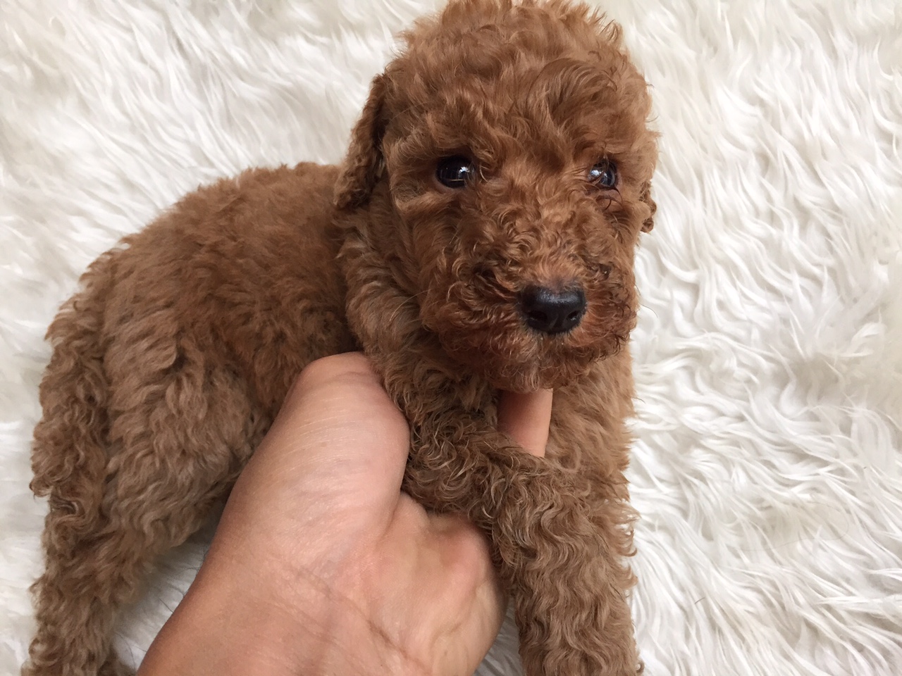 スタンダードプードル　レッド　子犬