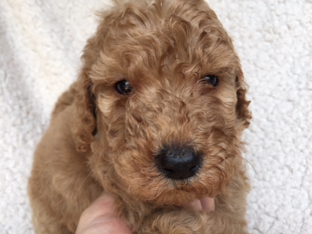 スタンダードプードル　レッド