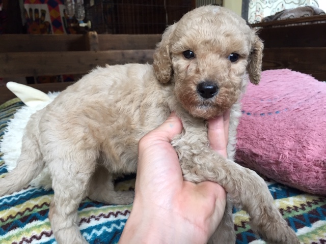 ゴールデンドゥードル　子犬