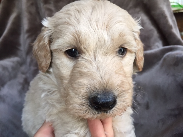 ゴールデンドゥードル　子犬