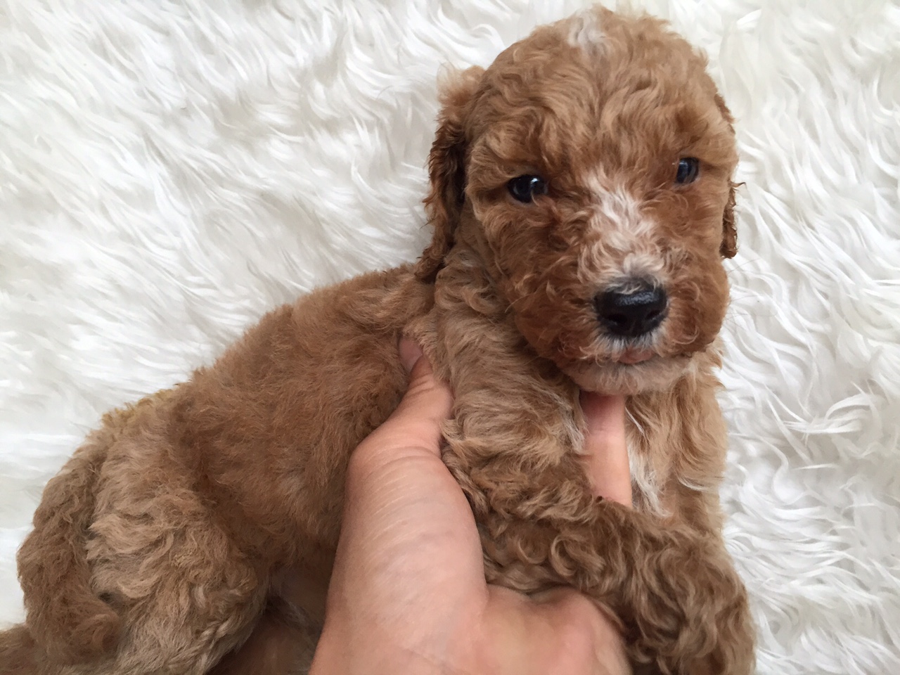 スタンダードプードル　レッド