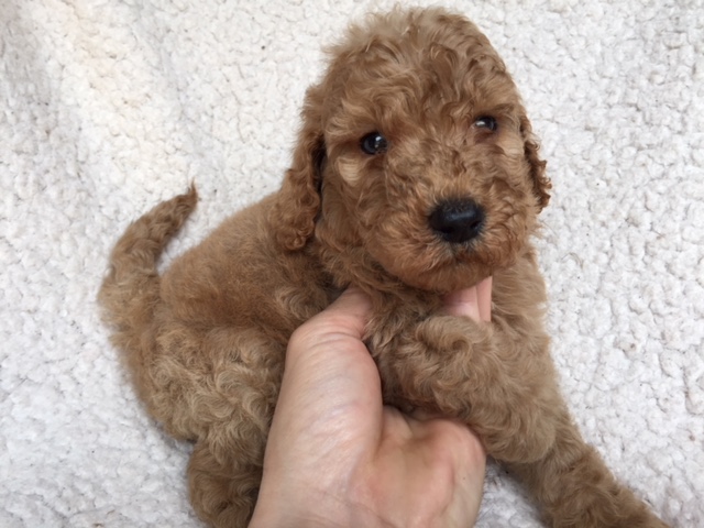 スタンダードプードル　レッド