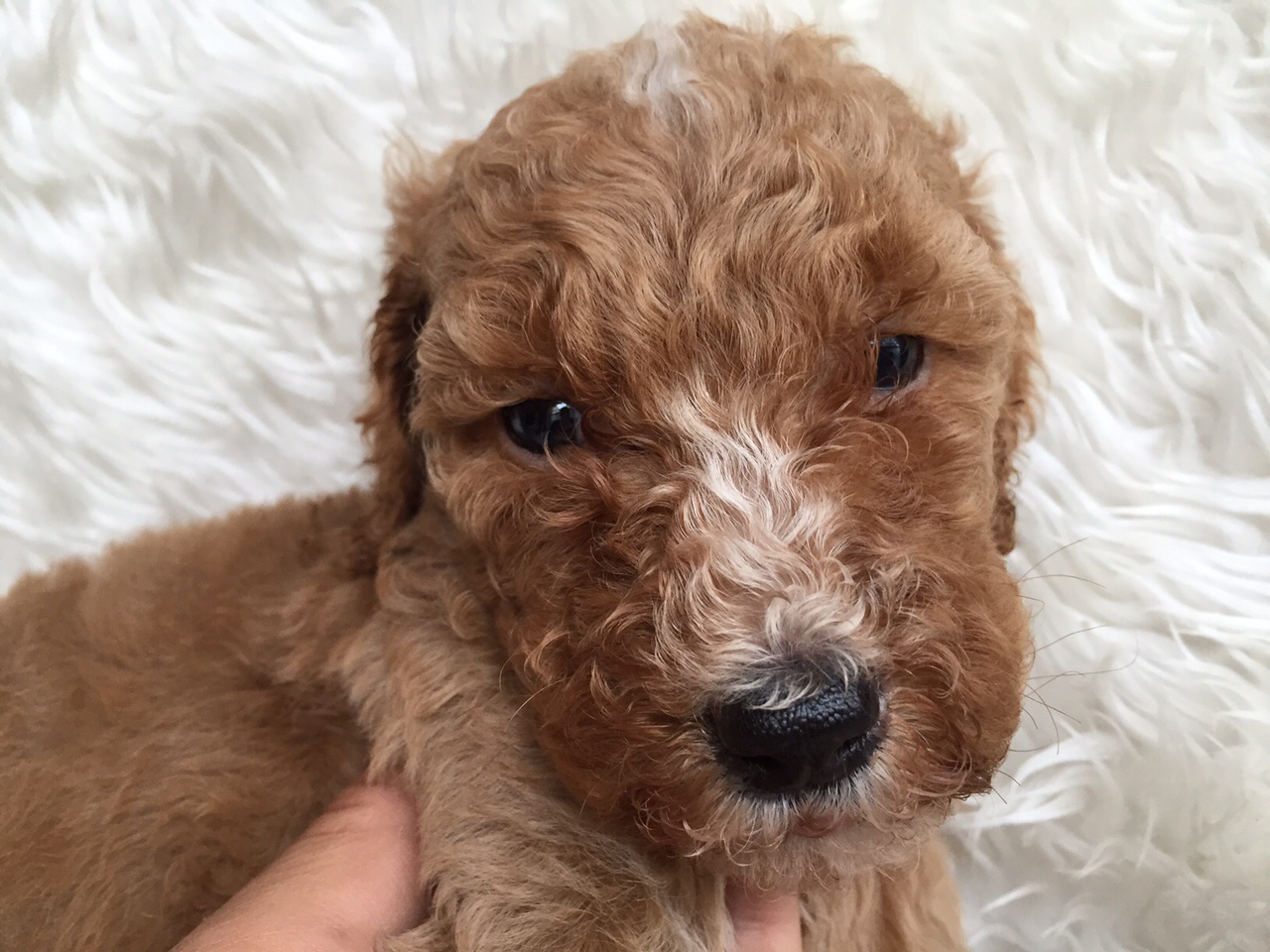 スタンダードプードル　レッド