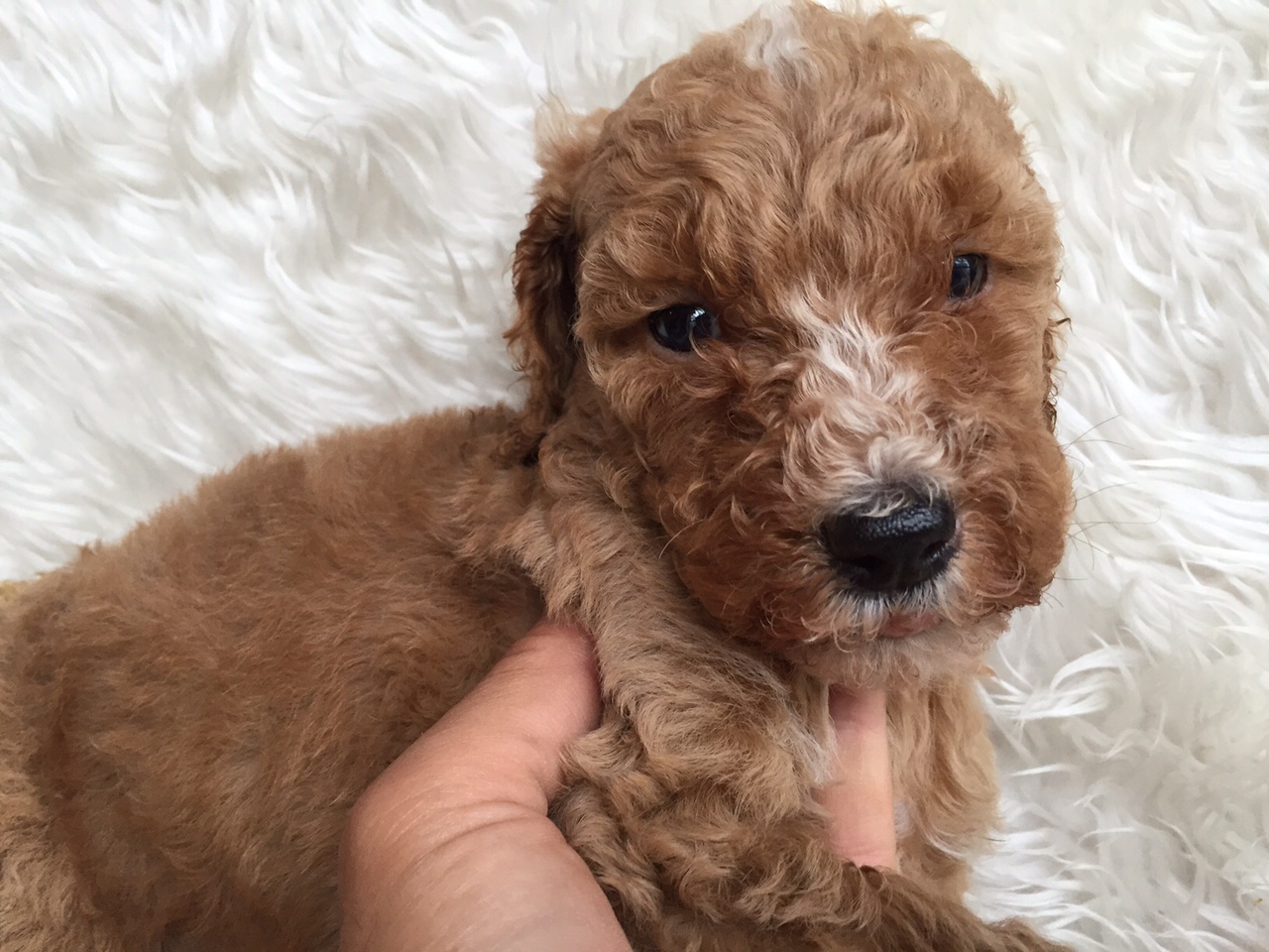 スタンダードプードル　レッド