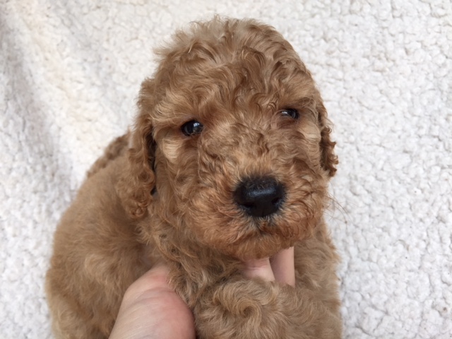 スタンダードプードル　レッド