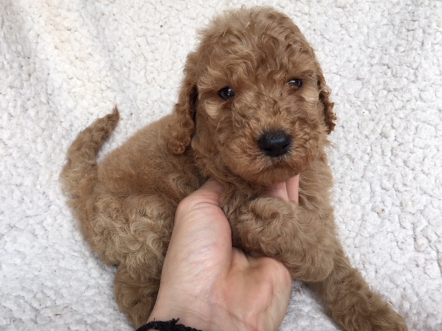 スタンダードプードル　レッド　子犬