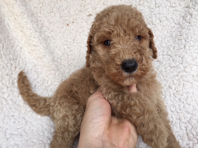 スタンダードプードル　レッド