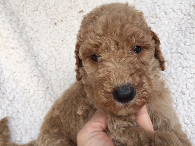 スタンダードプードル　レッド