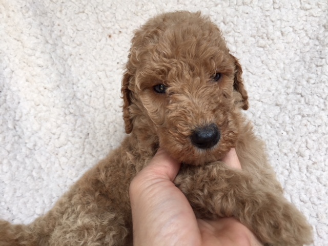 スタンダードプードル　レッド