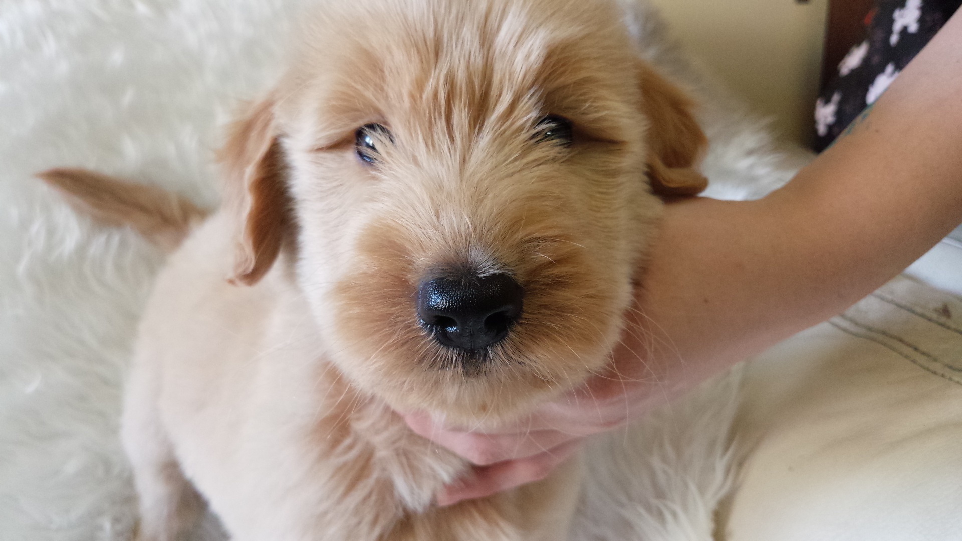 ゴールデンドゥードル　子犬