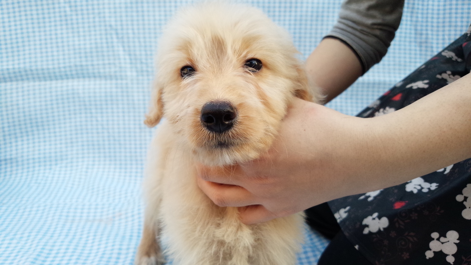 ゴールデンドゥードル　子犬