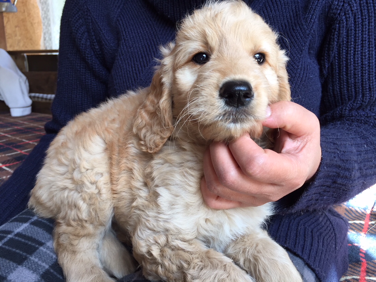 ゴールデンドゥードル　子犬