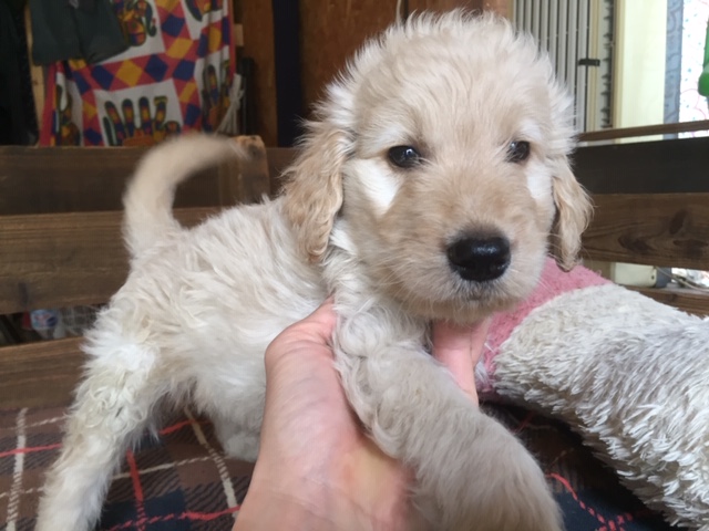 ゴールデンドゥードル　子犬