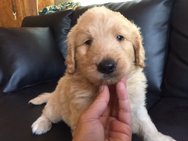 ゴールデンドゥードル　子犬