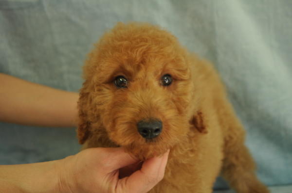 ゴールデンドゥードル　子犬