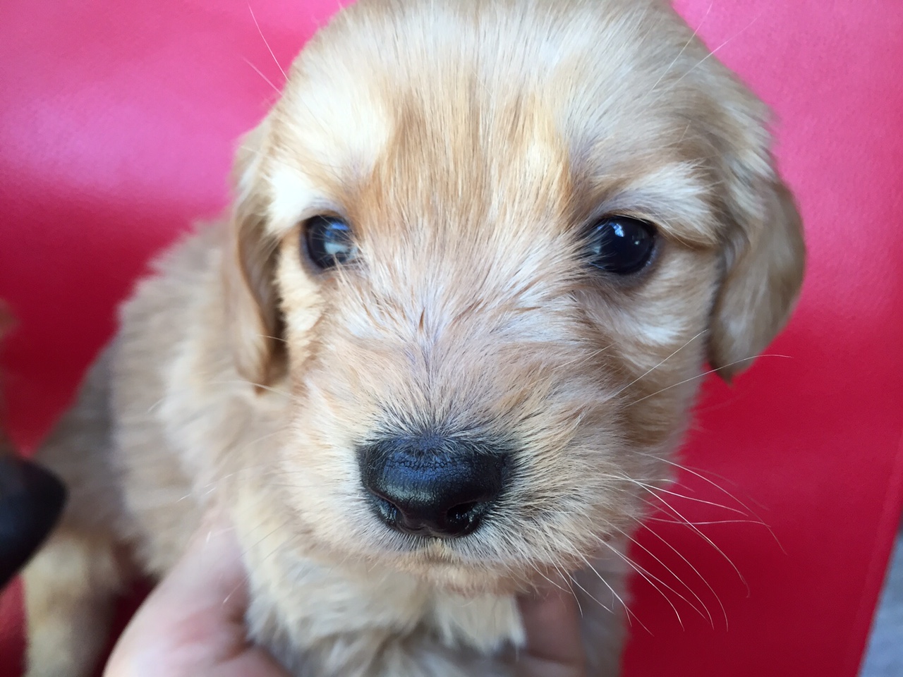 ゴールデンドゥードル　子犬