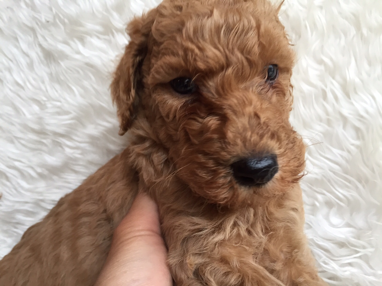 スタンダードプードル　レッド　子犬