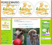 スタンダードプードル　マリオ