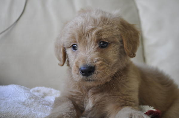 ゴールデンドゥードル　子犬