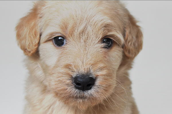 ゴールデンドゥードル　子犬