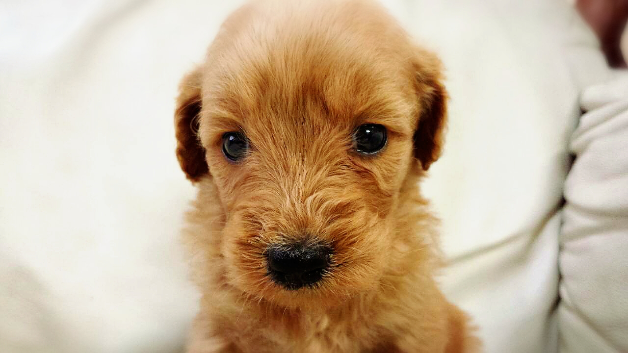 ゴールデンドゥードル　子犬